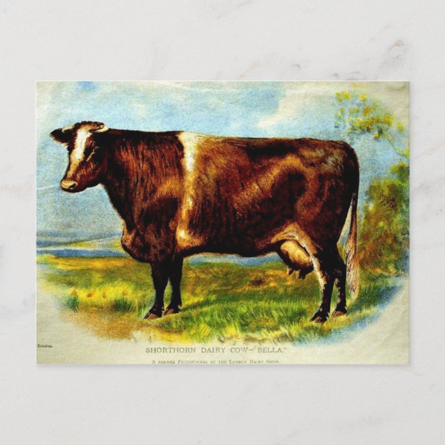 Shorthorn Dairy Cow Lithography 1904 Postcard (Front)