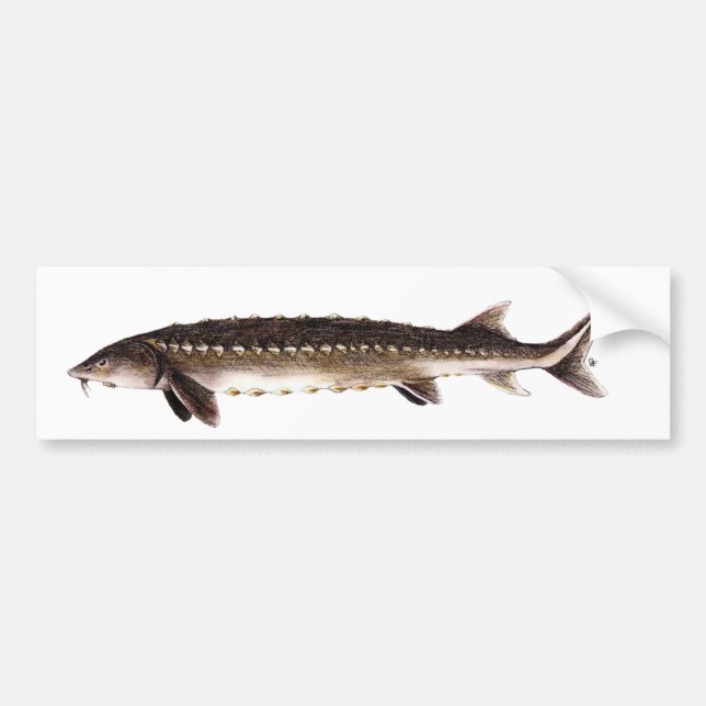 Shortnose Sturgeon - Acipenser brevirostrum Bumper Sticker (Front)