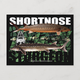 Shortnose Sturgeon PostCard