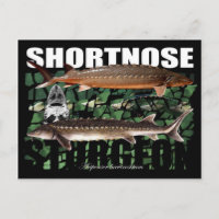 ShortnoseCollage-PCard