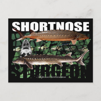 ShortnoseCollage-PCard Postcard