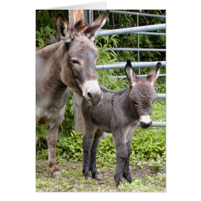 Shorty & Mama (Front)