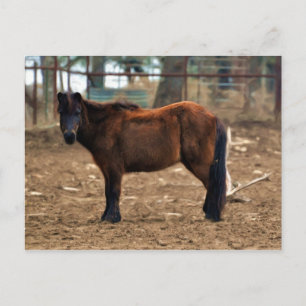 Shorty Postcard