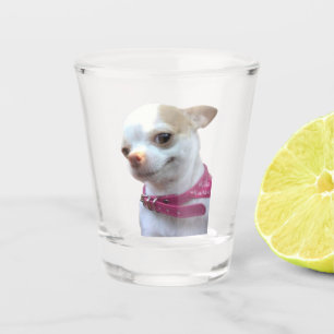 Shot Glass Pretty Chihuahua Dog Meme