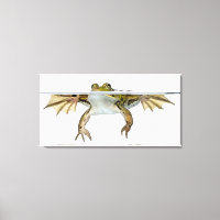 Shot of a Edible frog surfacing in front of a