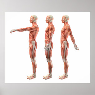 Shoulder flexion, extension and hyperextension poster