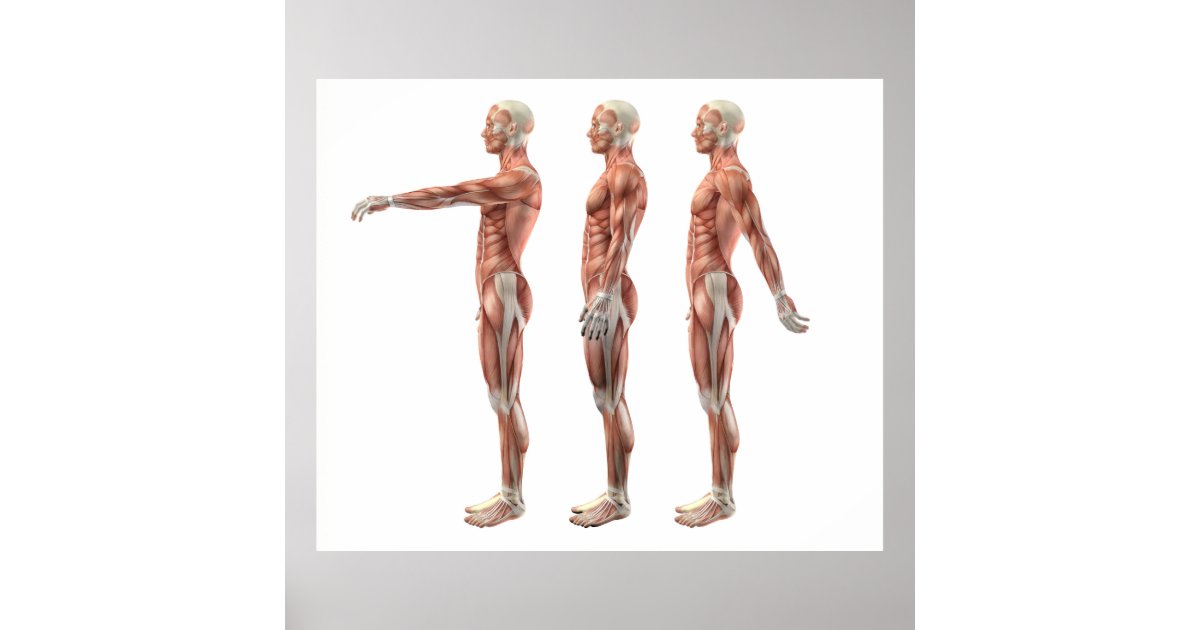 Shoulder flexion, extension and hyperextension poster Zazzle