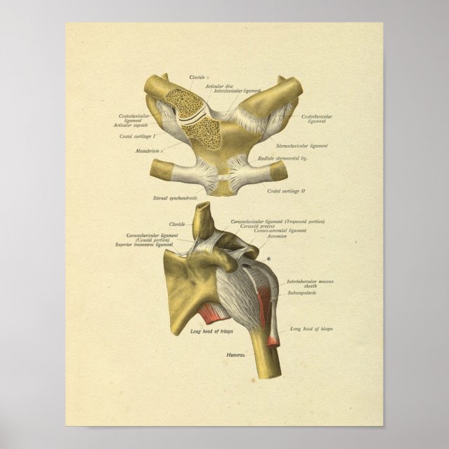 Shoulder Joint Anatomy Bones Print (Front)