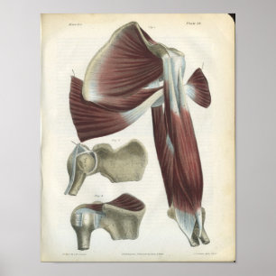 Shoulder Muscles Vintage Anatomy Print