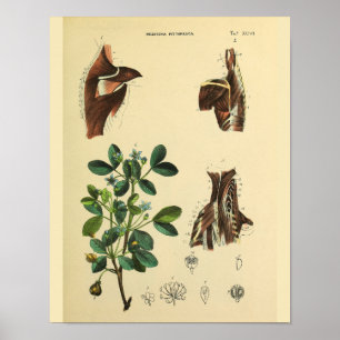 Shoulder Neck Muscles Anatomy Art Print