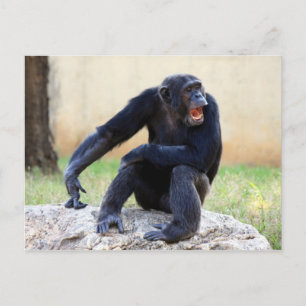 Shouting Chimp Postcard