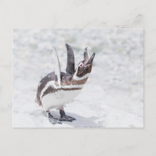 Shouting Penguin Postcard