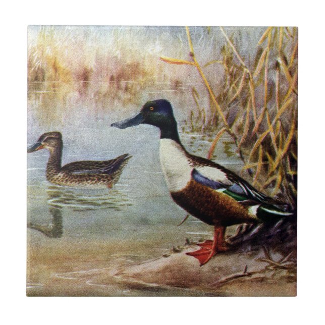 Shoveler Ducks Vintage Illustration Tile (Front)