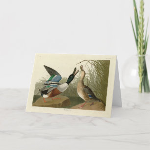 Shoveller Duck - from Audubon's Birds of America Card