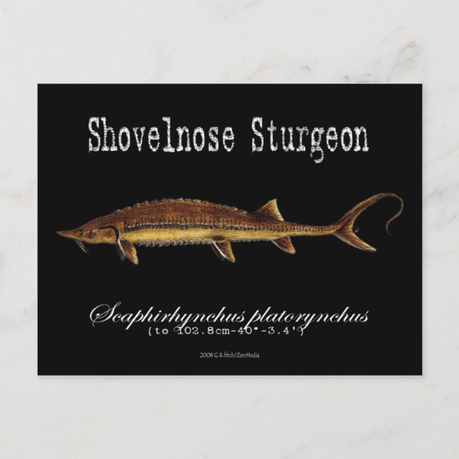 Shovelnose Sturgeon-Black-Postcard Postcard (Front)