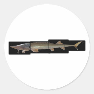 Shovelnose Sturgeon - Scaphirhynchus platorynchus Classic Round Sticker