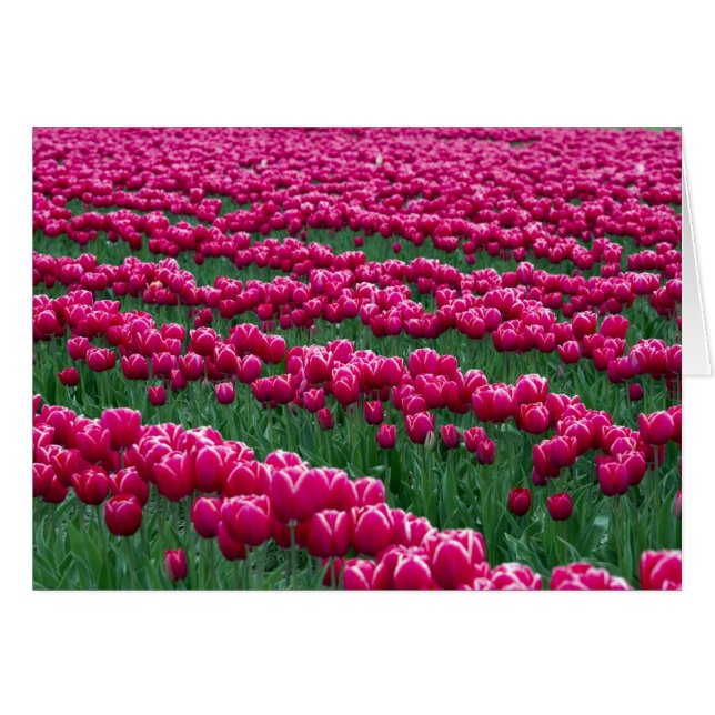 Show garden of spring-flowering tulip bulbs in (Front Horizontal)