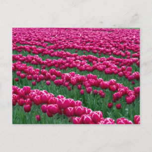 Show garden of spring-flowering tulip bulbs in postcard