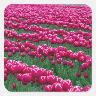 Show garden of spring-flowering tulip bulbs in square sticker