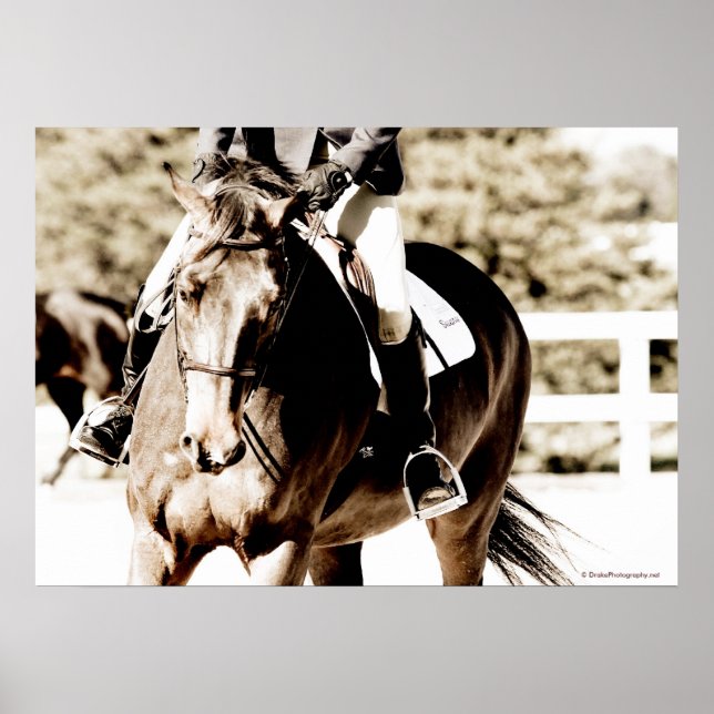 Show Horse Poster (Front)