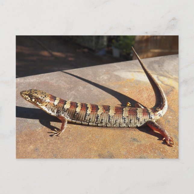 Show Low Arizona King's Place Alligator Lizard ? Postcard (Front)