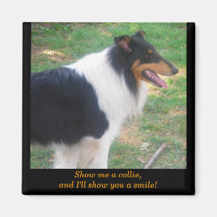 Show me a collie... magnet