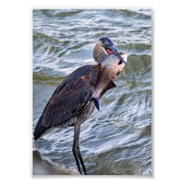 Show Off Great Blue Heron Photo Print (Front)