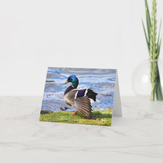 Show Off (Mallard #1) - Blank Note Card