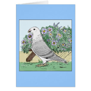 Show Racer and Flowers Colour