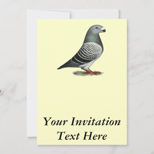 Show Racer Blue Chequered Pigeon Invitation (Front)