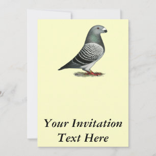 Show Racer Blue Chequered Pigeon Invitation
