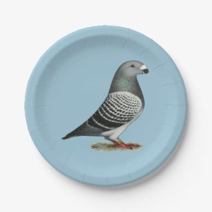 Show Racer Blue Chequered Pigeon Paper Plate