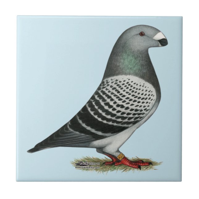 Show Racer Blue Chequered Pigeon Tile (Front)