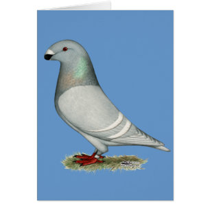 Show Racer Concept Hen