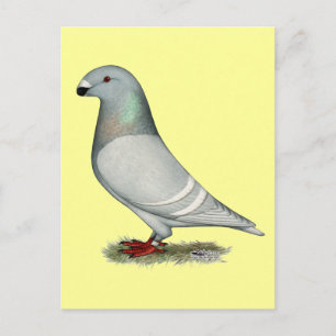 Show Racer Concept Hen Postcard