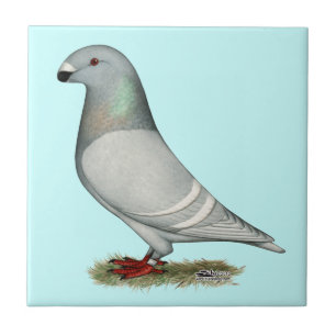 Show Racer Concept Hen Tile