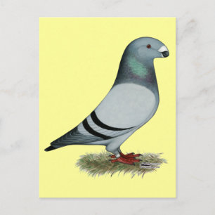 Show Racer Concept Postcard