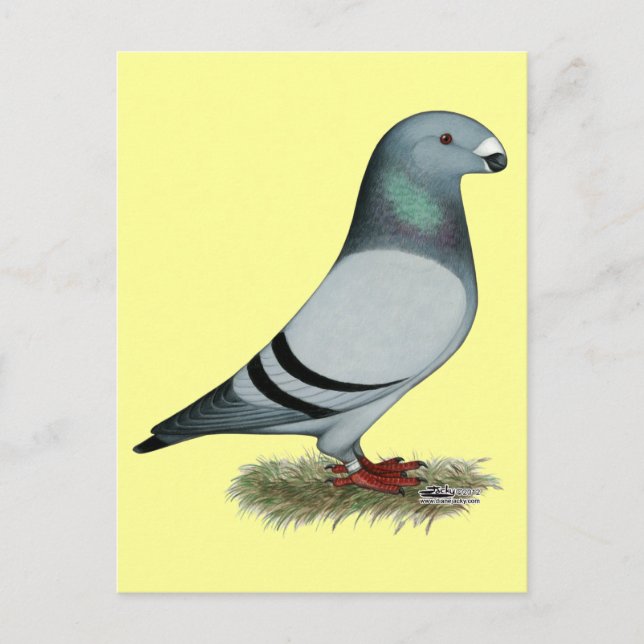 Show Racer Concept Postcard (Front)