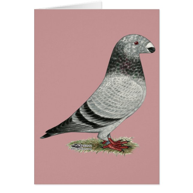 Show Racer Grizzle (Front)