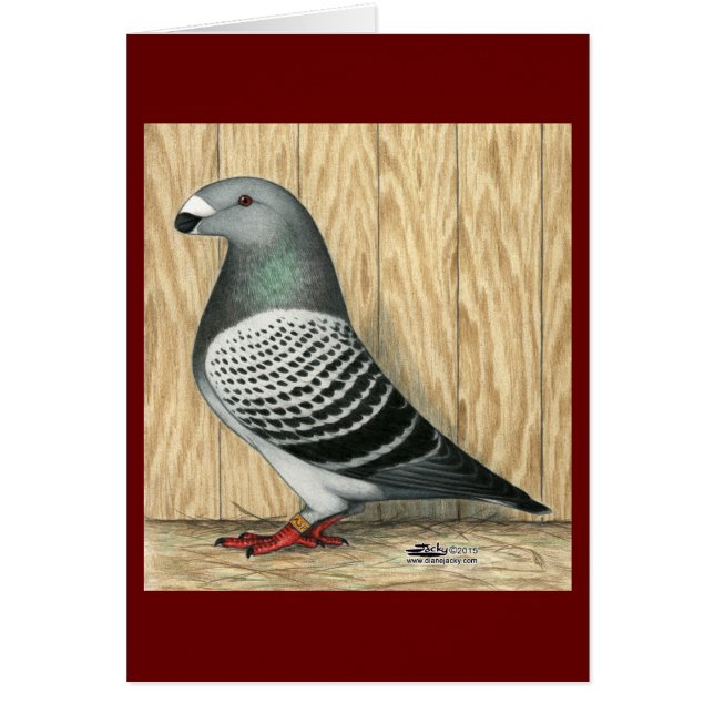 Show Racer Medium Checker (Front)