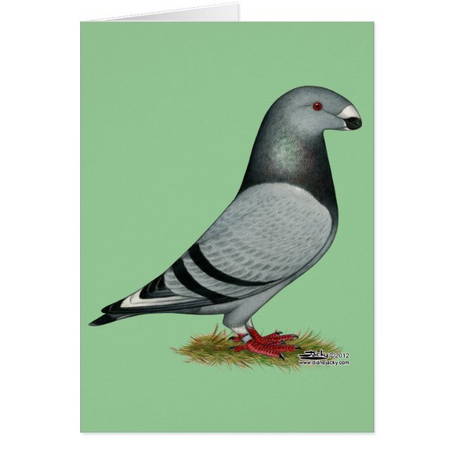 Show Racer Mismark (Front)