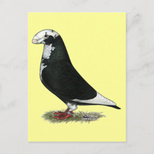 Show Racer Pied Postcard