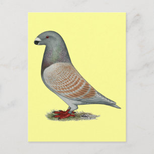 Show Racer Recessive Opal Postcard