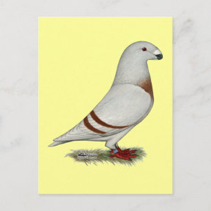 Show Racer Red Bar Pigeon Postcard