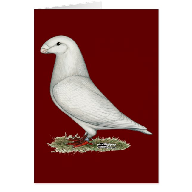 Show Racer White (Front)