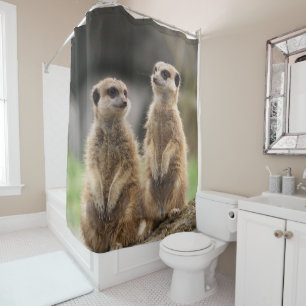 Shower Curtain Meerkat