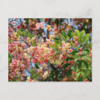 Shower Tree Blossoms