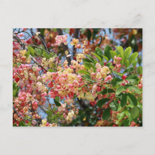 Shower Tree Blossoms Postcard
