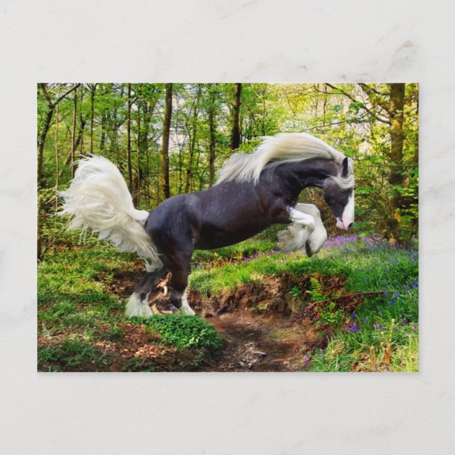 "Showing Off" Postcard (Front)