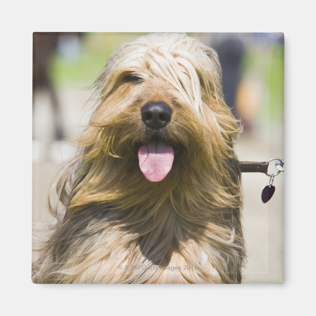 showing tongue, long hair, portrait magnet (Front)